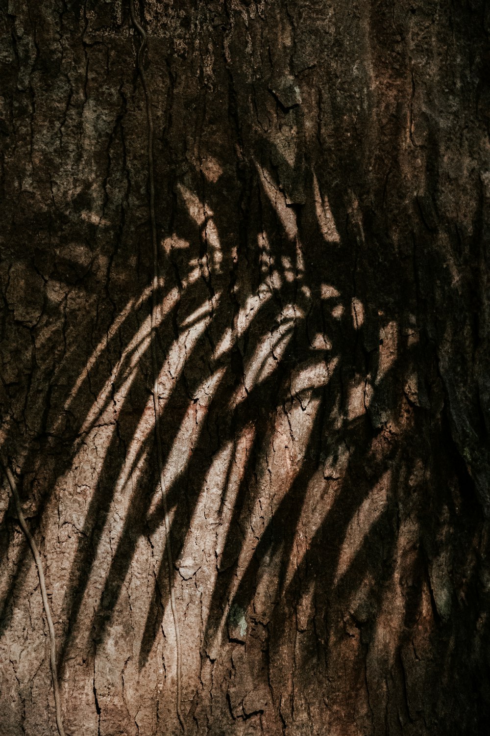 the shadow of a palm tree on a rock wall