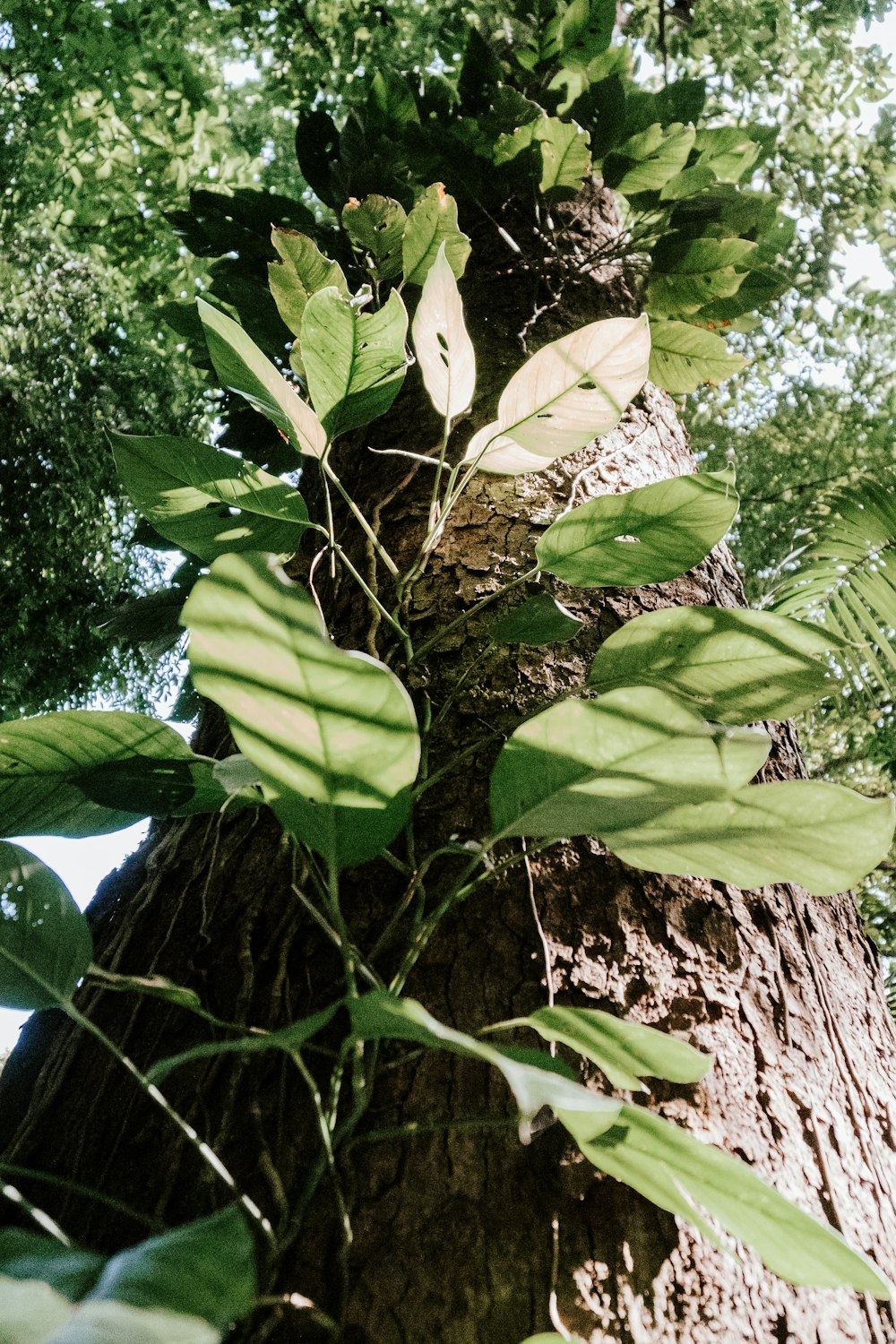 a very tall tree with lots of leaves on it