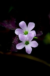 a purple flower with a green center on a black background