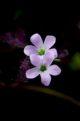 a purple flower with a green center on a black background