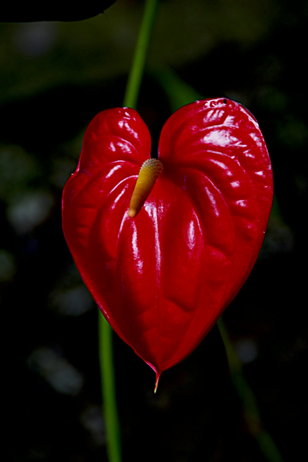 a red heart shaped flower with a green stem