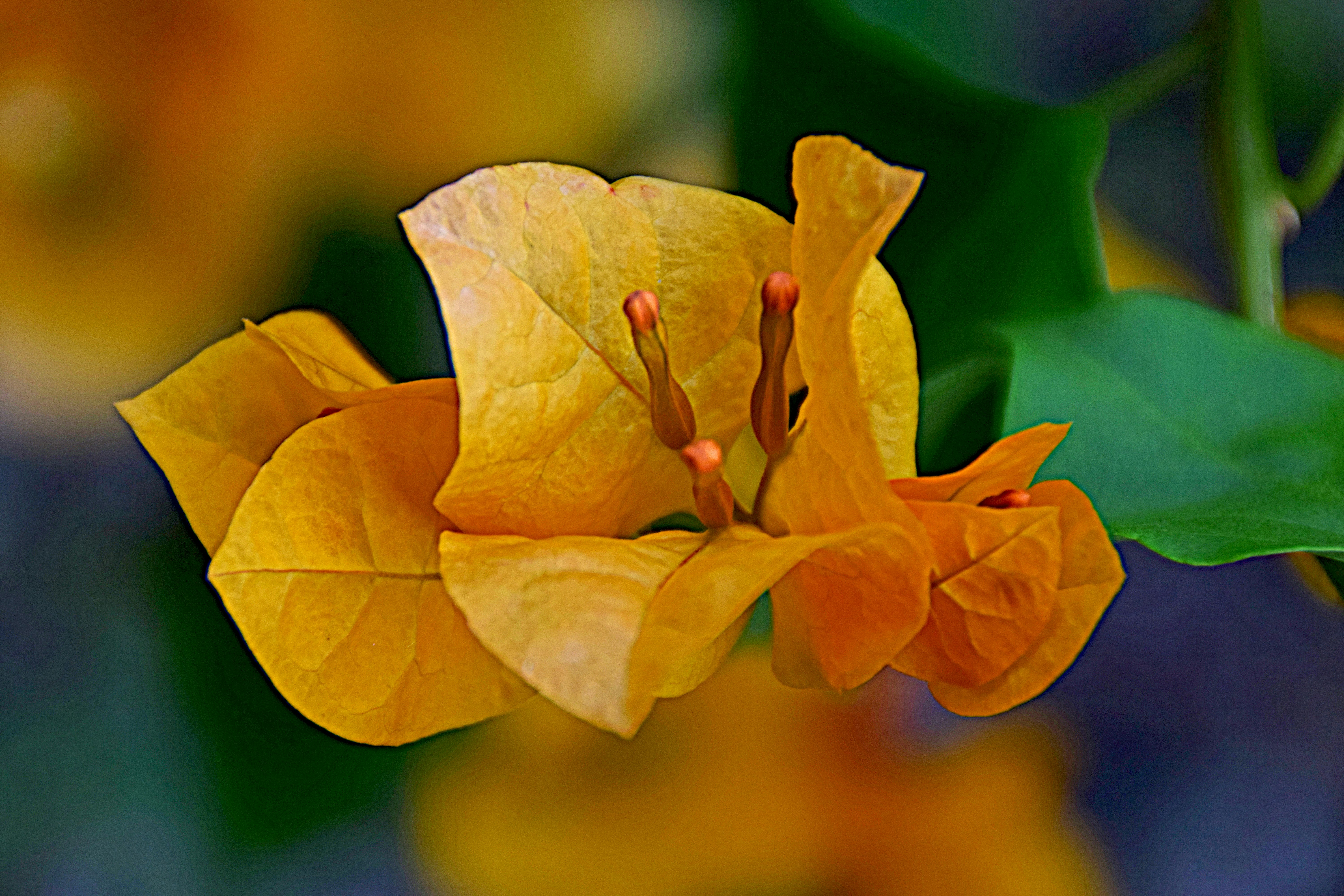 a yellow flower with green leaves in the background