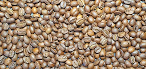 Close-up of a vibrant coffee pack featuring two distinct coffee beans side by side.