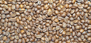 Bijih Kopi Single