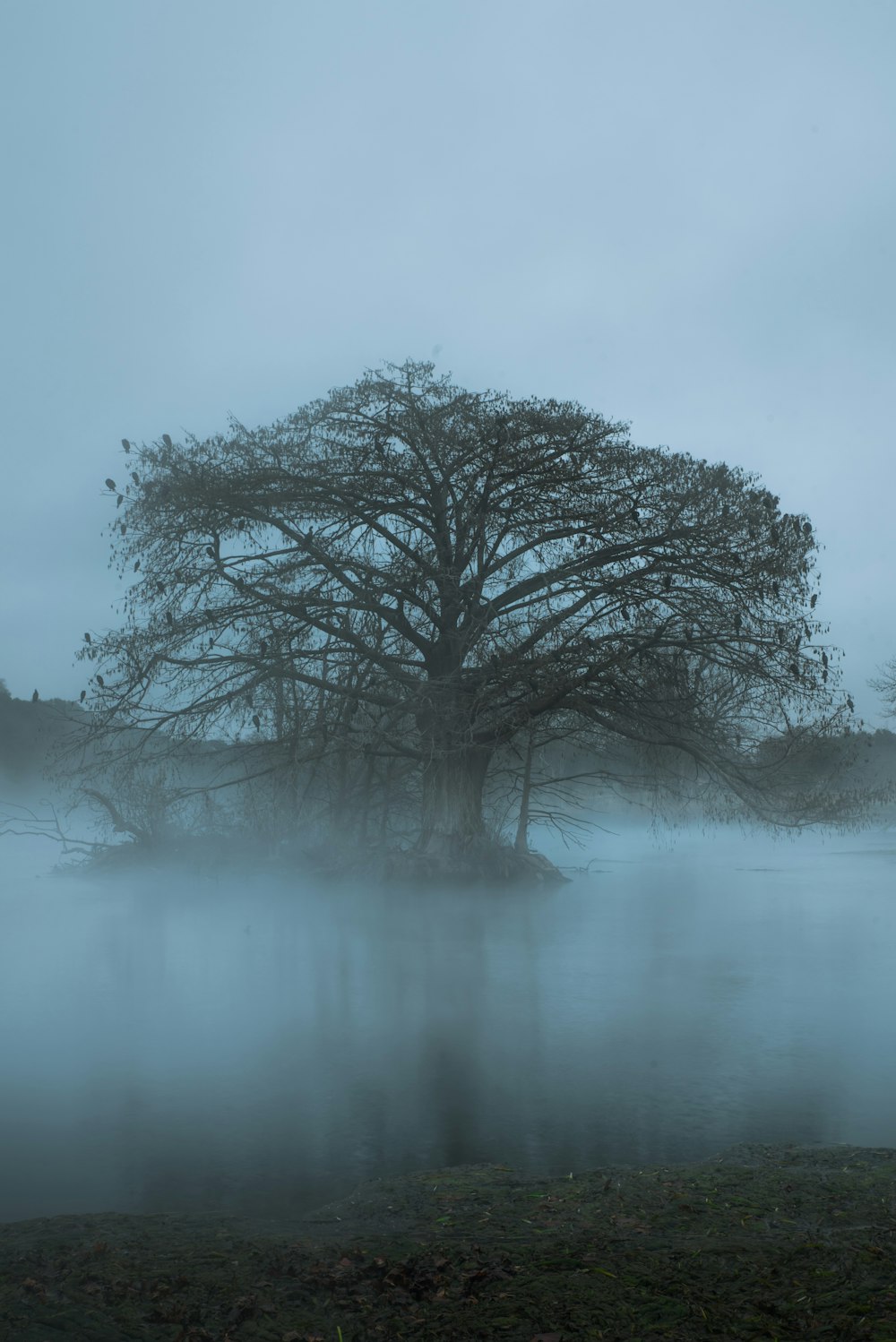 a tree in the middle of a body of water