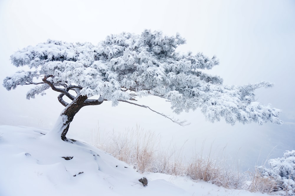 a snow covered tree on top of a snow covered hill