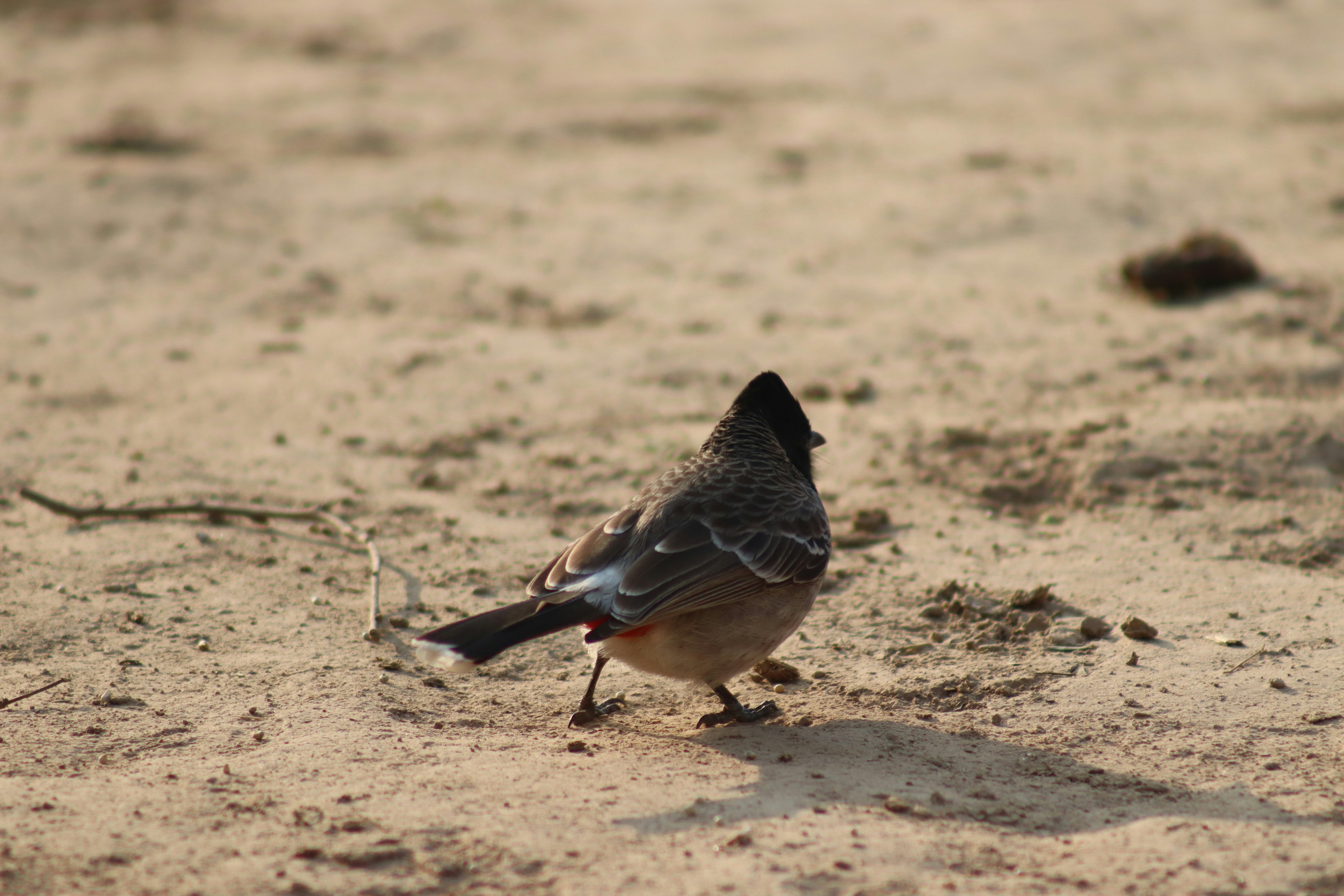 Photo by drphotographer152