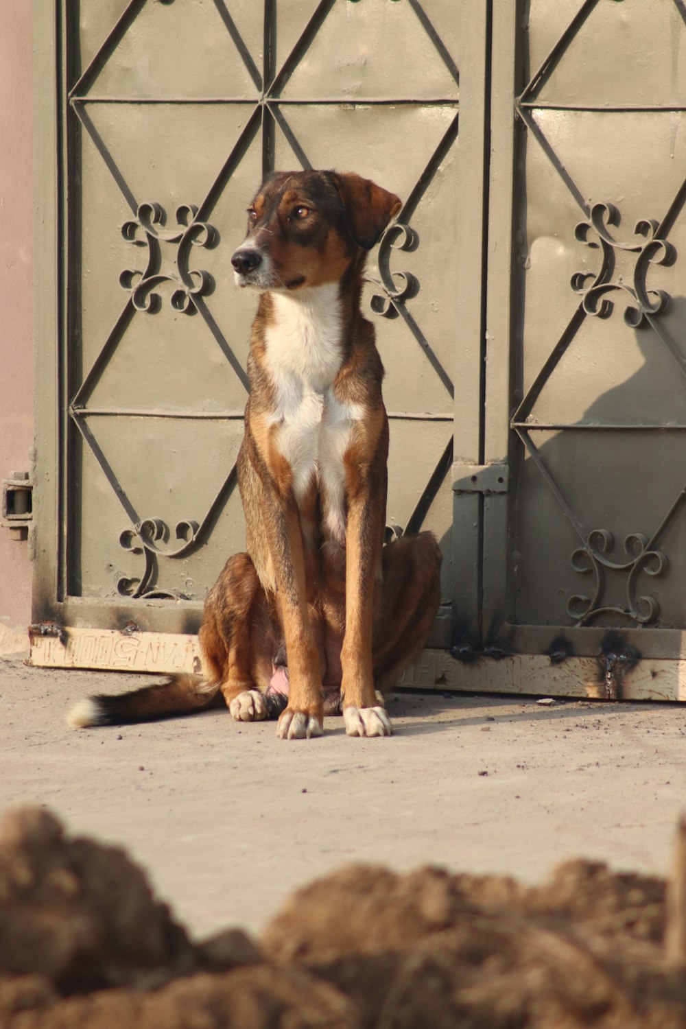 a brown and white dog sitting in front of a gate