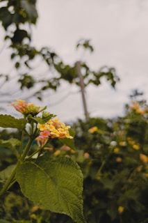 A close-up view of a lantana flower featuring clusters of small, yellow and pink blooms surrounded by dark green leaves. The background is composed of blurred foliage and a cloudy sky, creating a serene and natural setting.