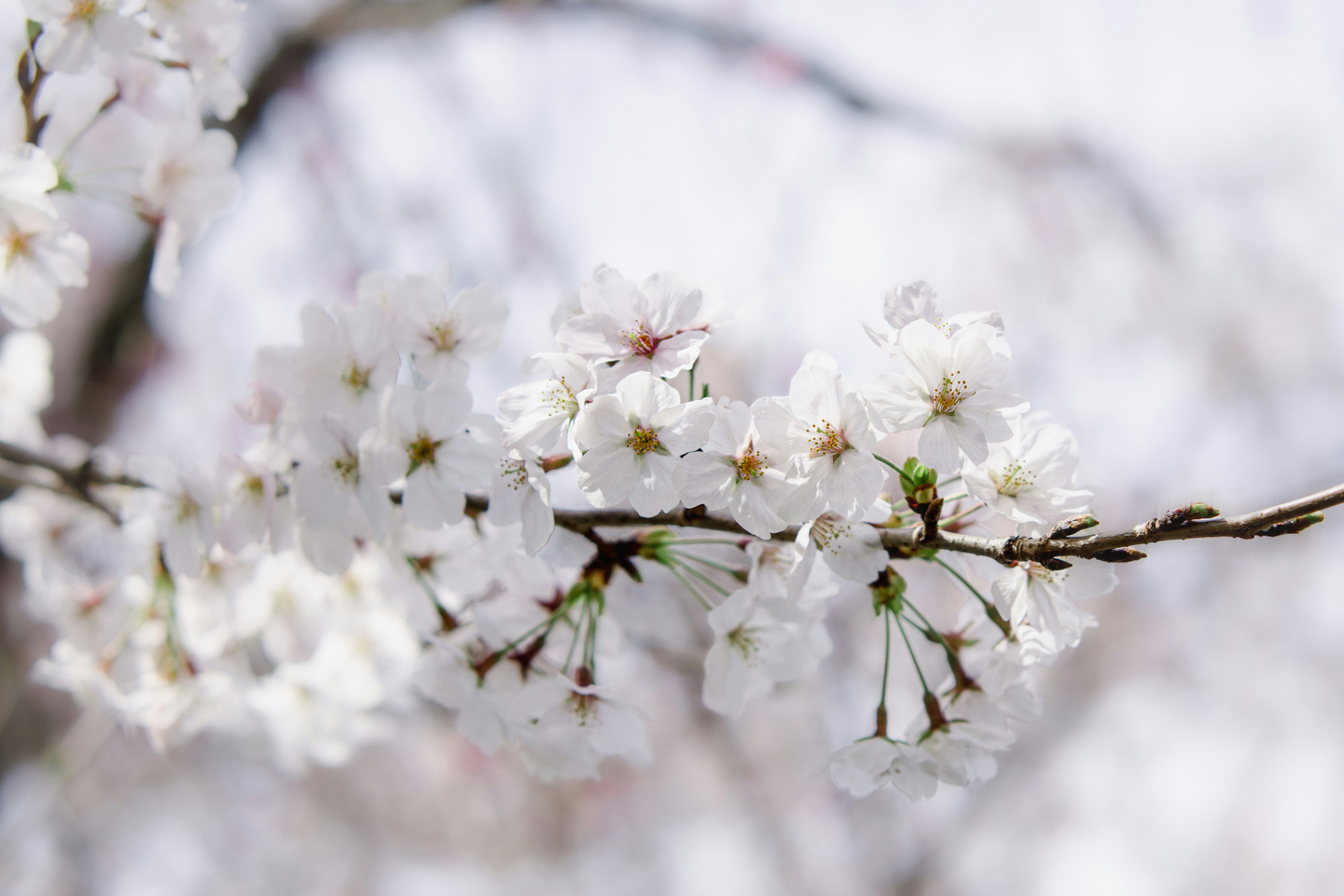 Photo by dianainjapan