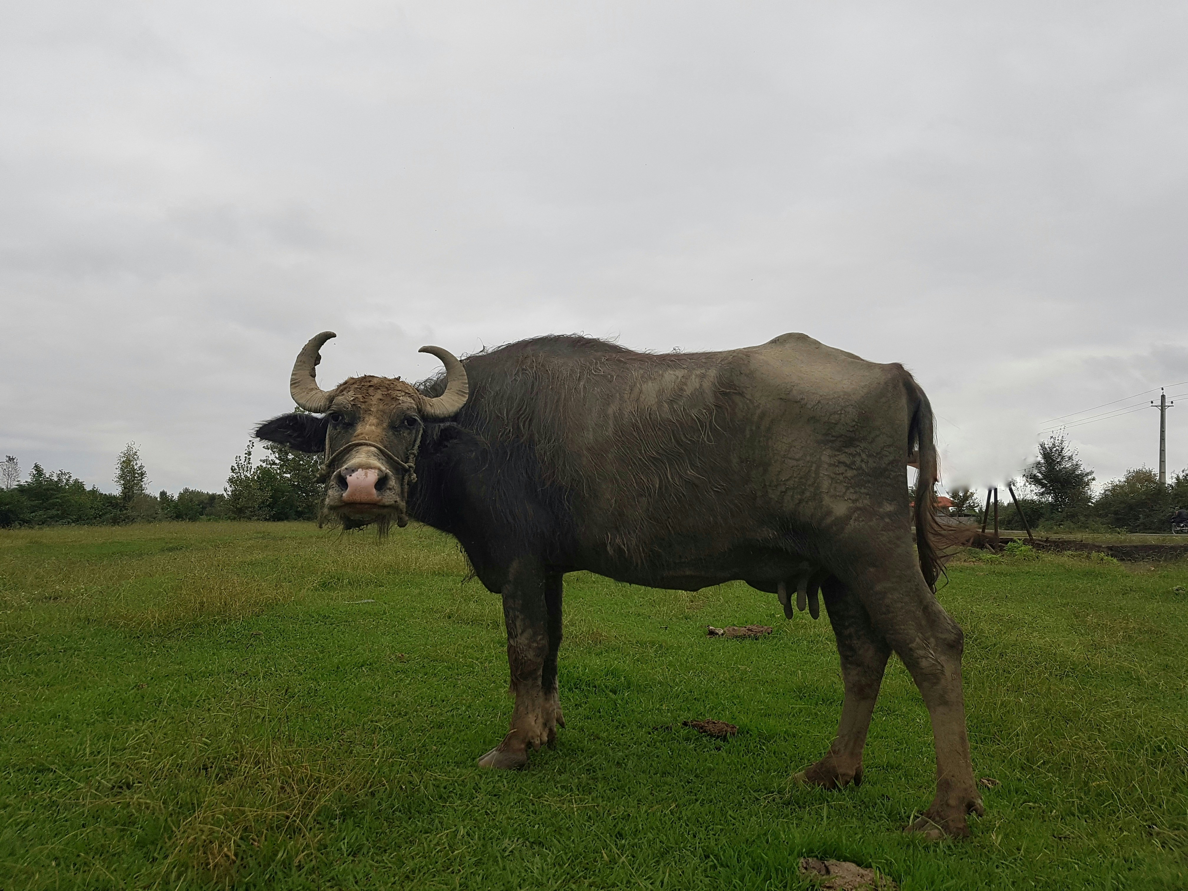 a large bull standing on top of a lush green field