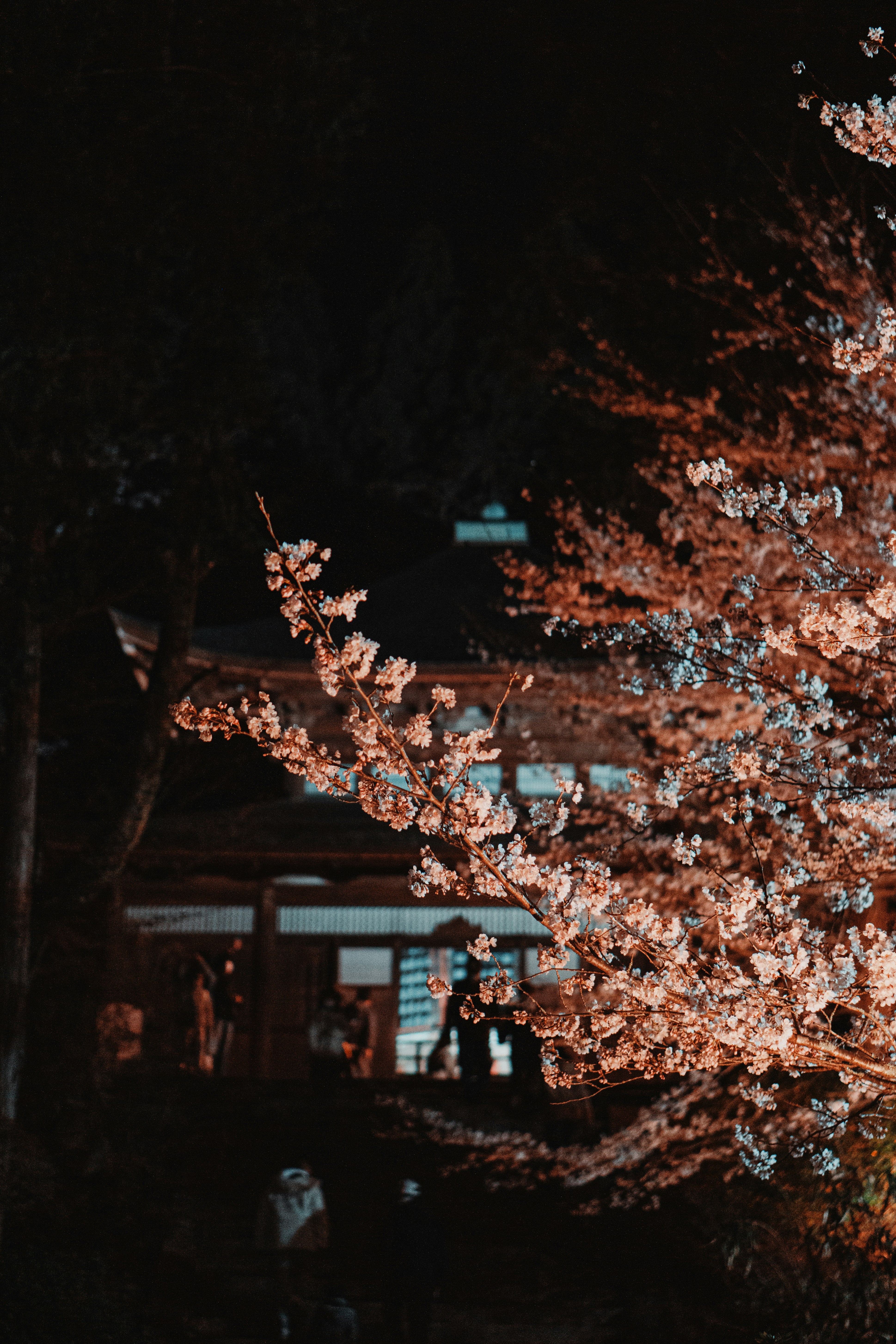 Photo by dianainjapan