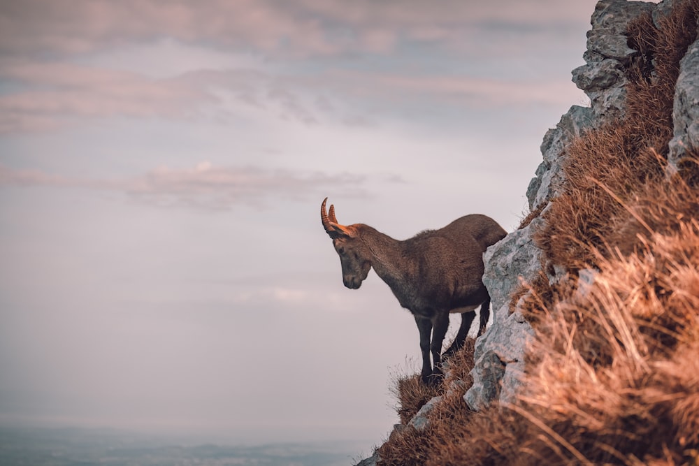 a mountain goat standing on a rocky cliff