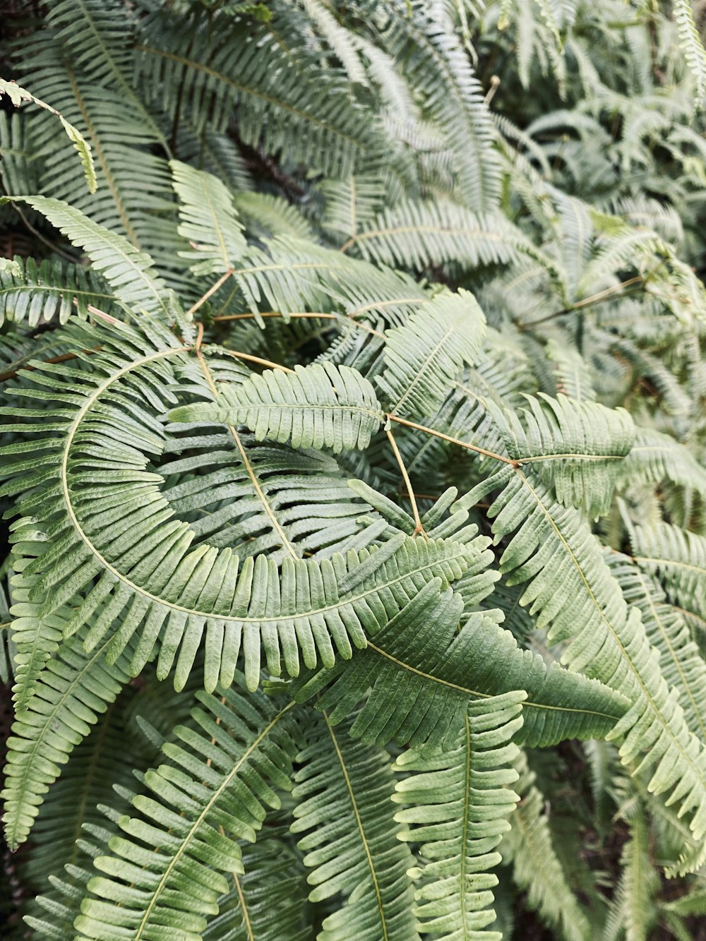 a close up of a tree with lots of leaves