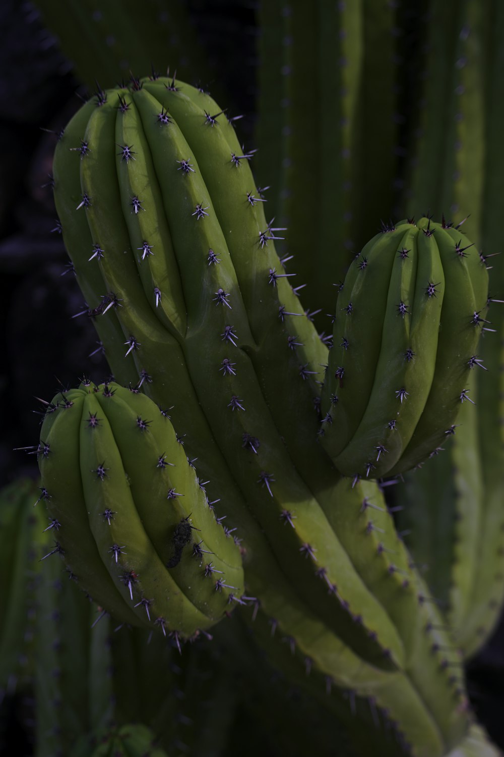 a close up of a green cactus plant