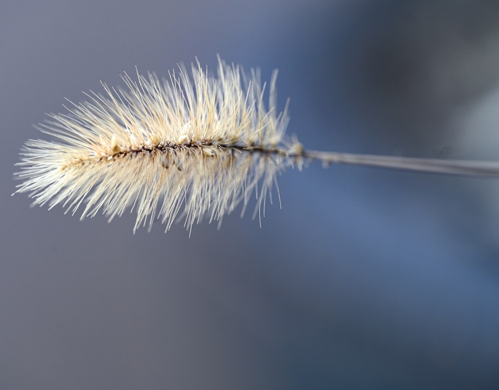 a close up of a plant with a blurry background