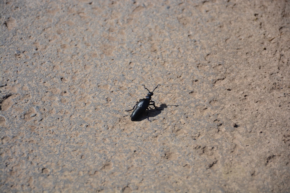 a bug on the ground in the sand