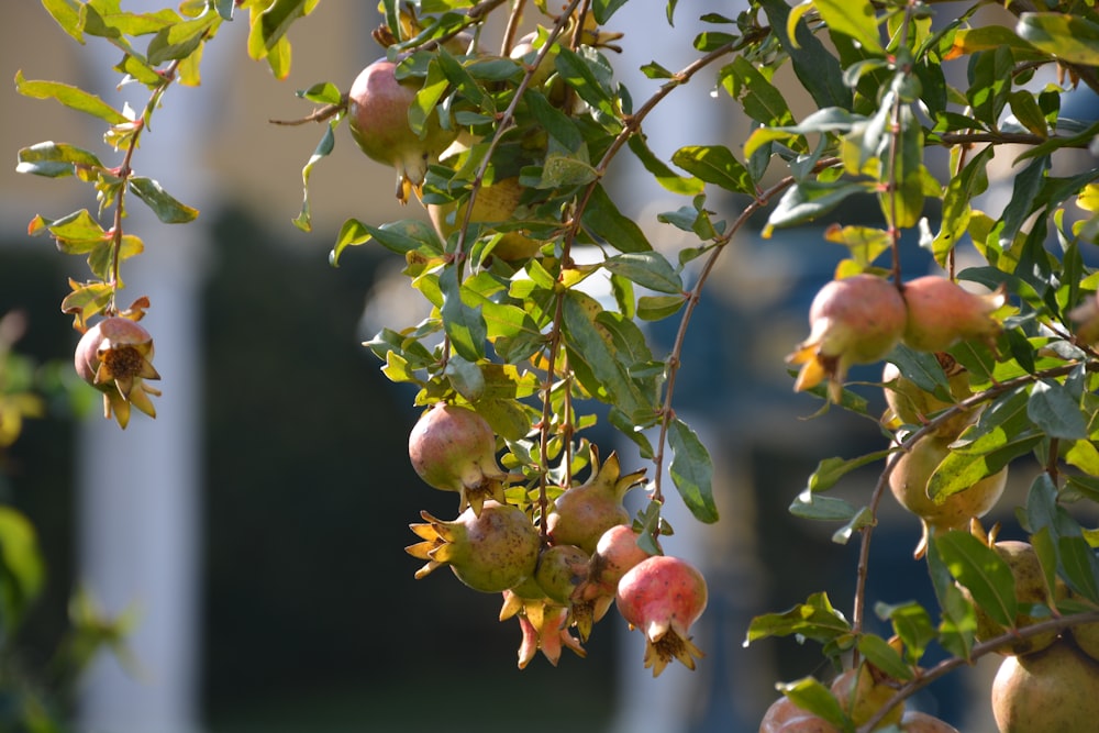 a tree filled with lots of fruit hanging from it's branches