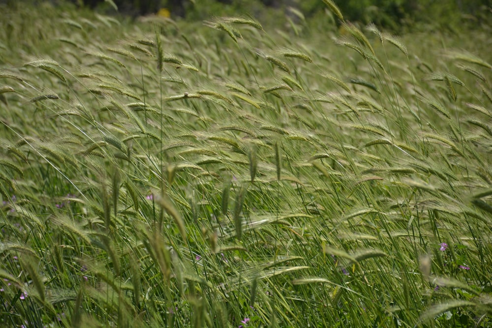 a field of tall green grass with purple flowers