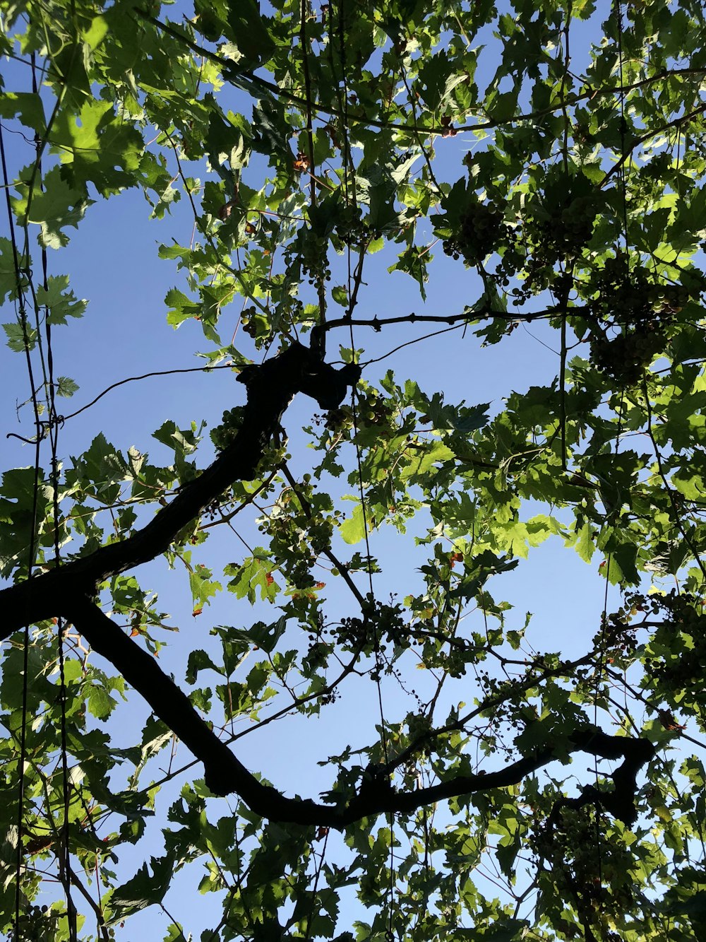 the branches of a tree with green leaves against a blue sky