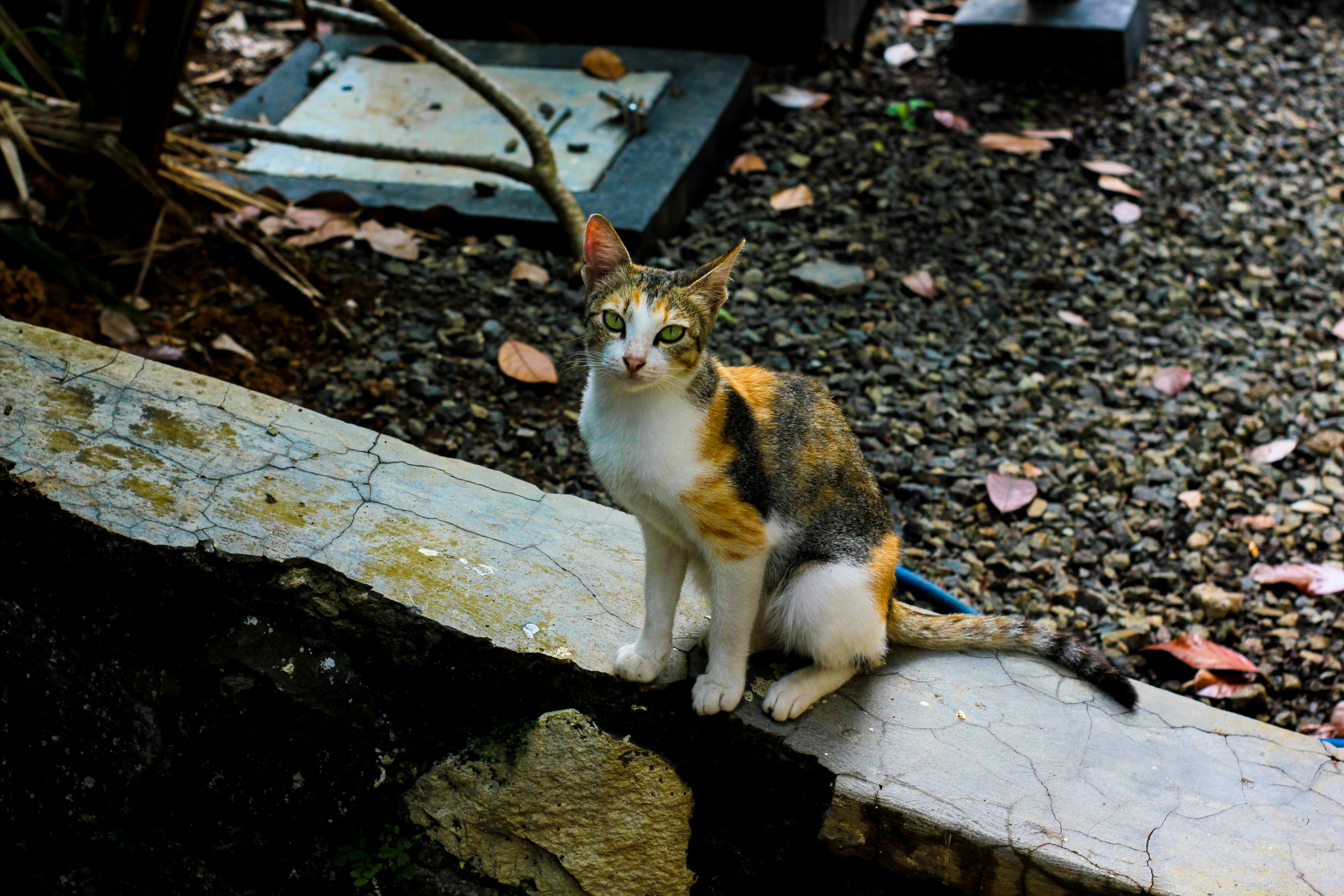 Un gato está sentado en una repisa afuera