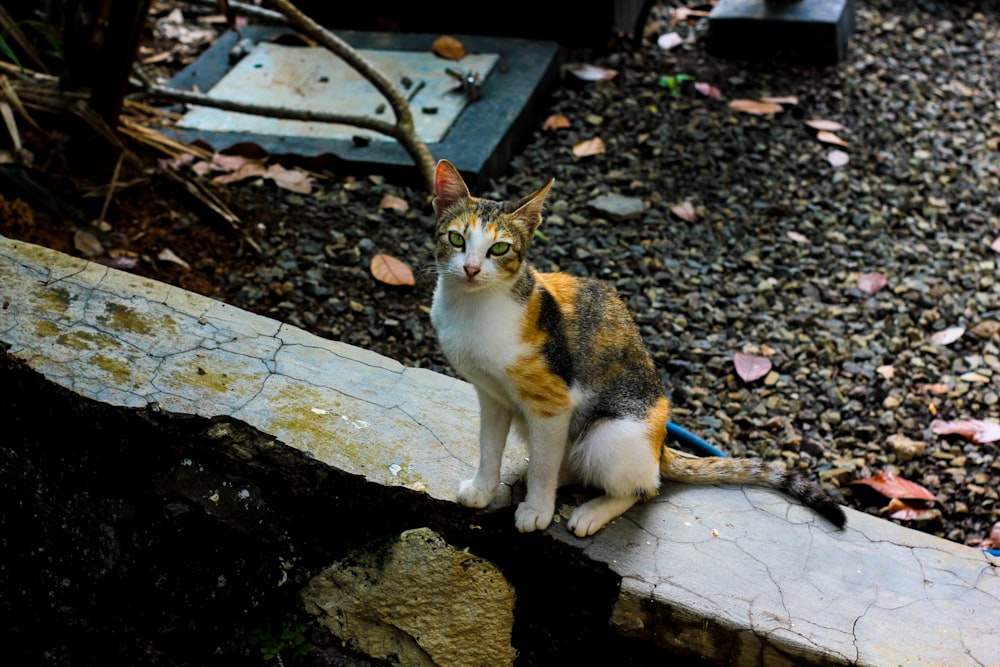 a cat is sitting on a ledge outside