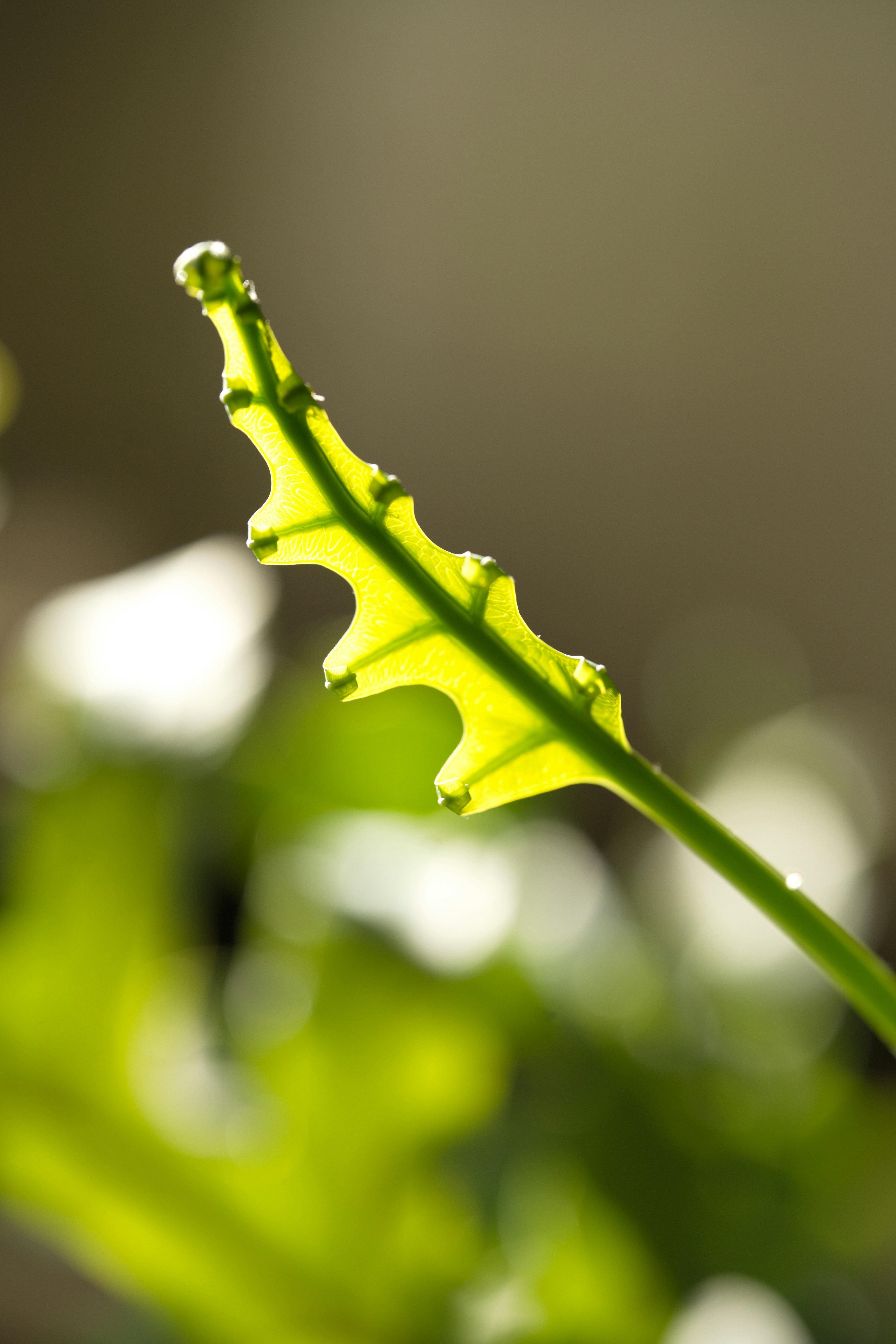 Photo by vikaelefant