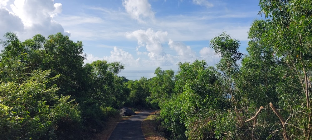 a dirt road surrounded by trees and bushes