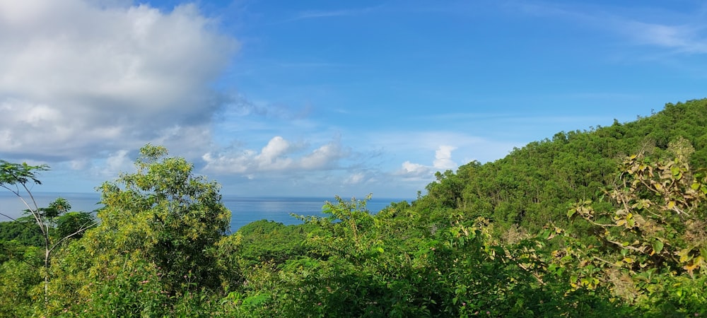 a lush green forest filled with lots of trees