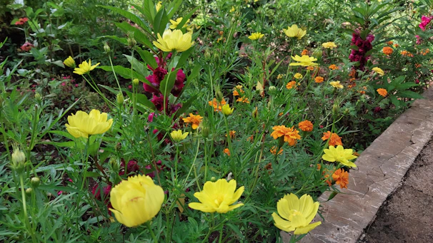 Side-by-side comparison of a neglected garden turned into a vibrant, colorful flower haven.
