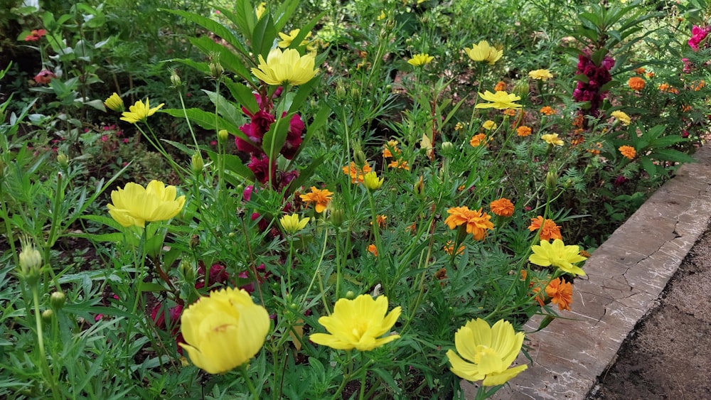 a bunch of flowers that are in the grass