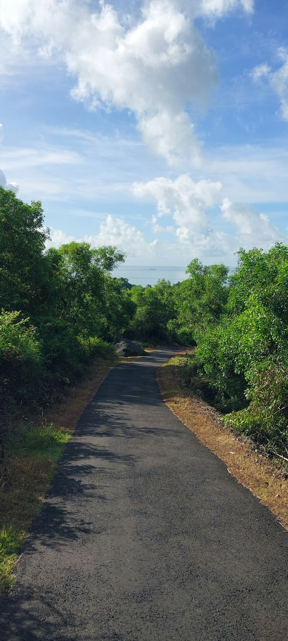 a paved road surrounded by trees and bushes