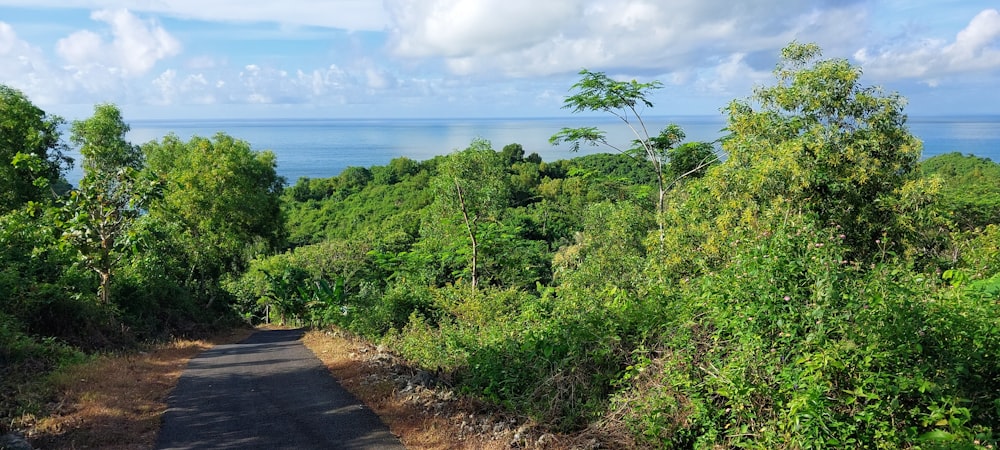 a road that is surrounded by trees and water