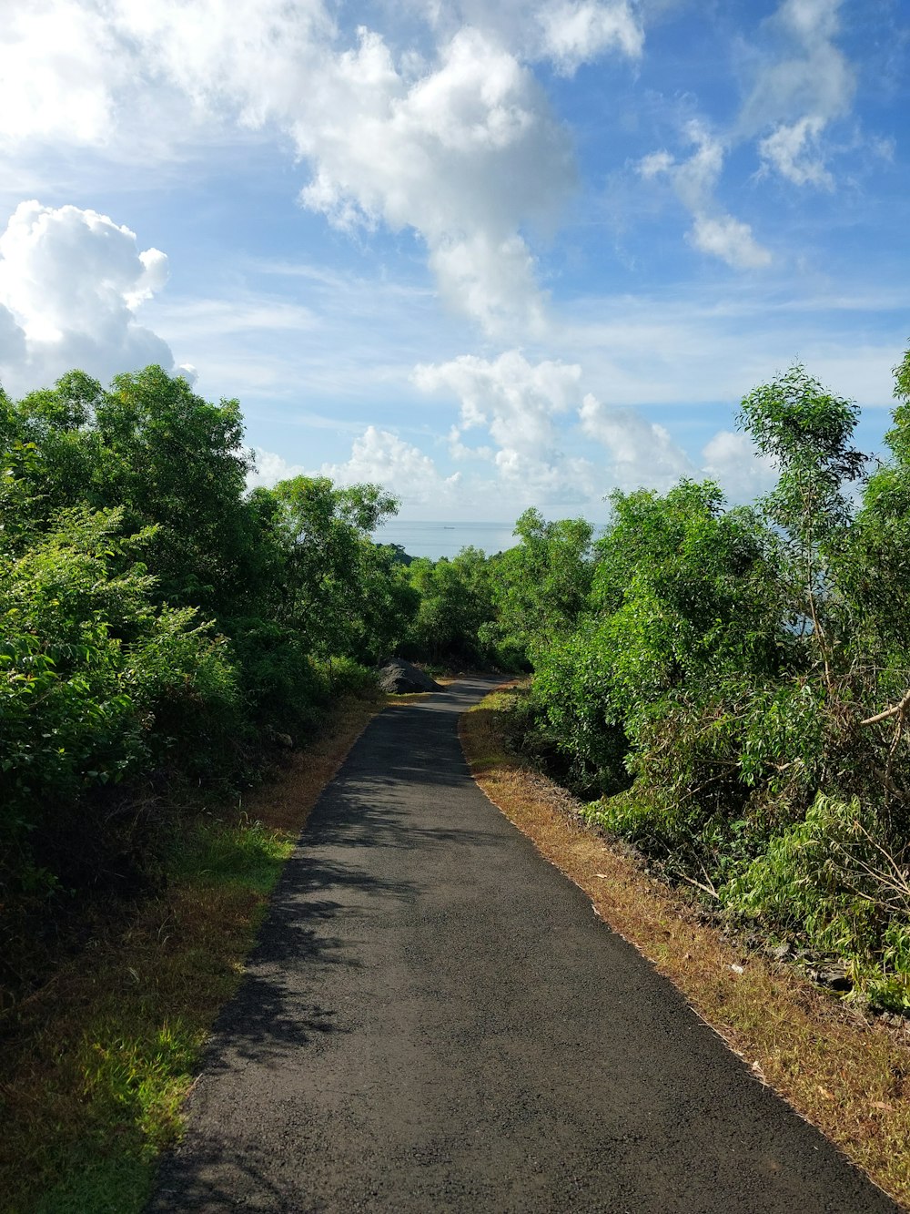 a paved road surrounded by trees and bushes