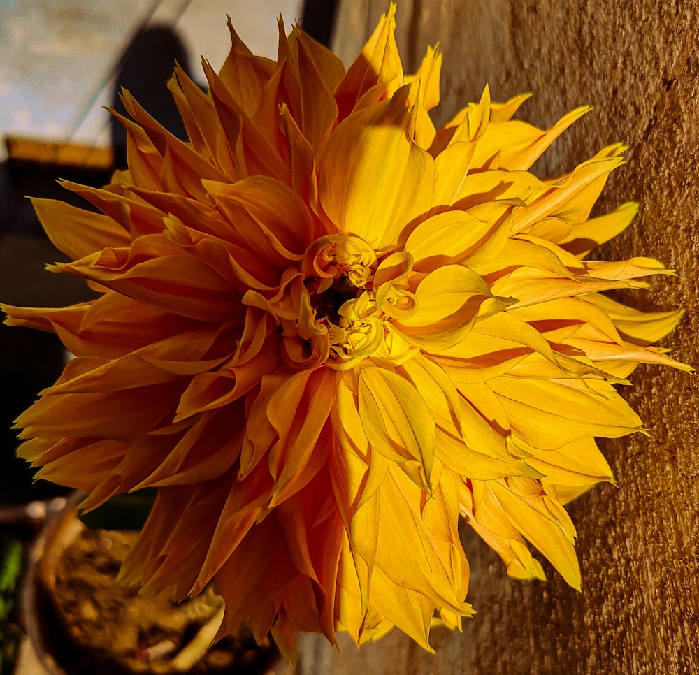 a close up of a large yellow flower