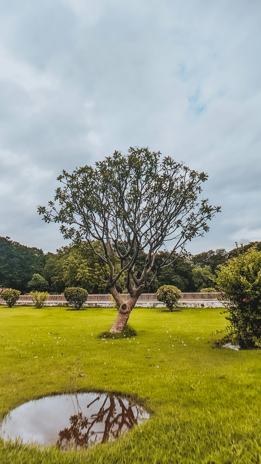 a tree in a grassy field with a puddle of water