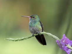 a hummingbird perches on a branch with purple flowers