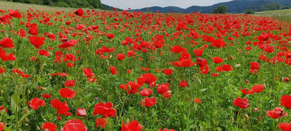 a field full of red flowers with mountains in the background