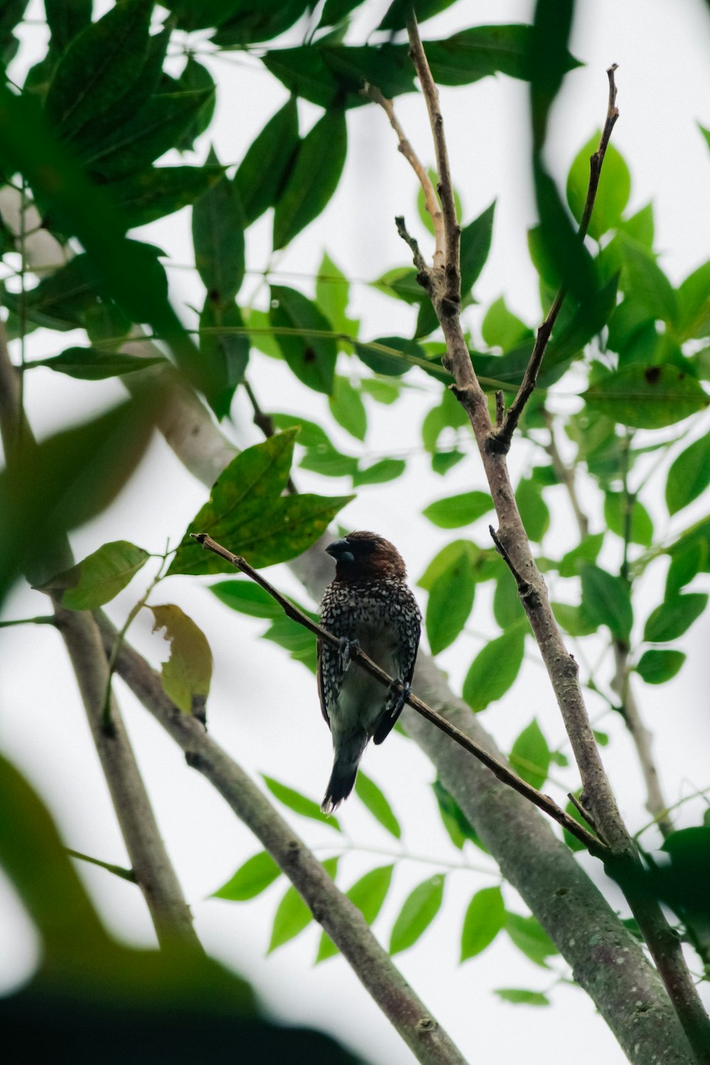 a bird sitting on a branch of a tree