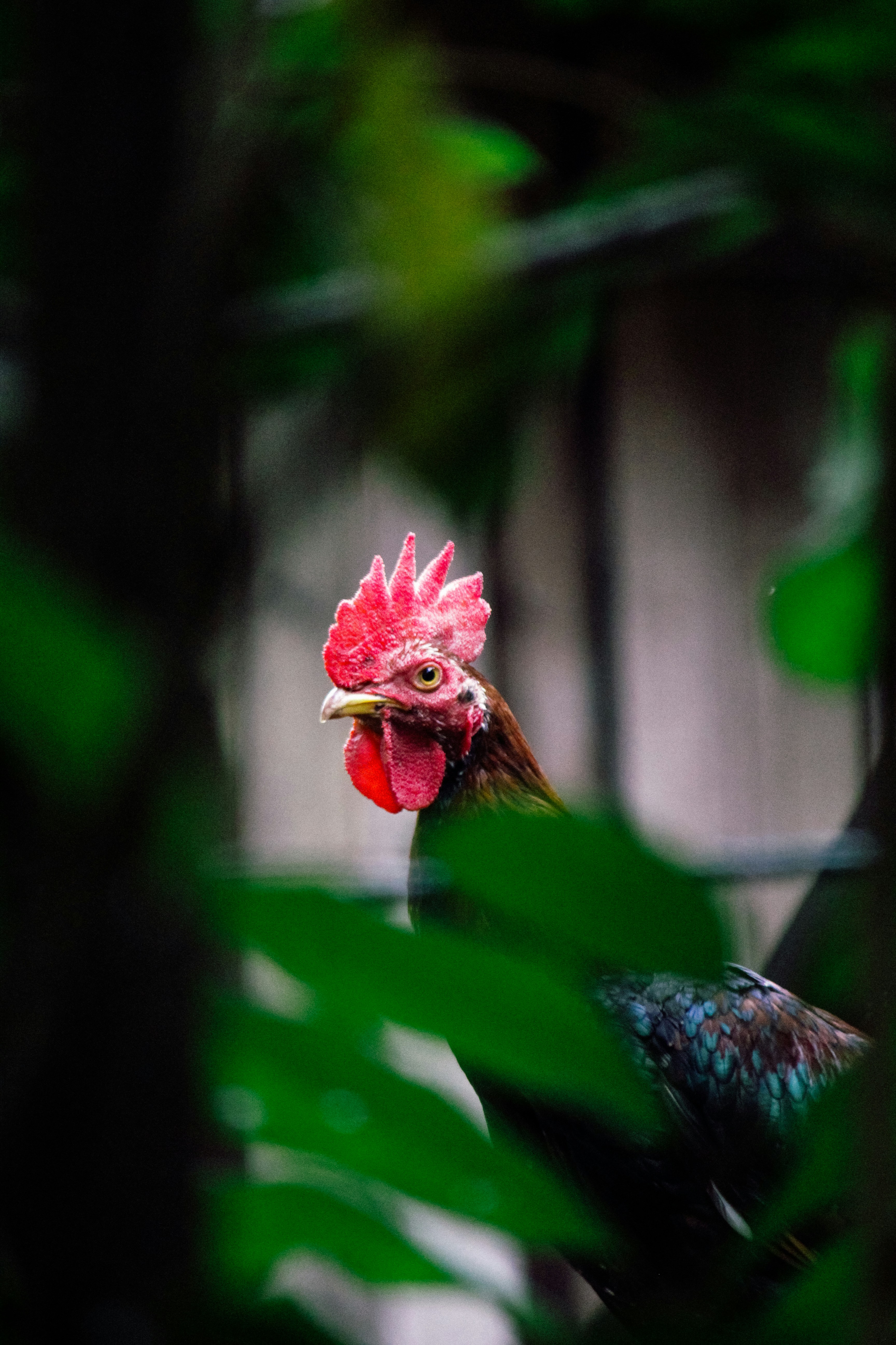 a close up of a rooster in a tree