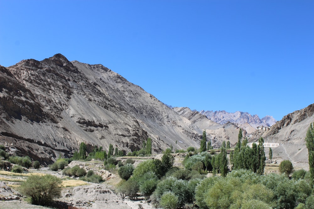 a mountain range with trees and bushes in the foreground