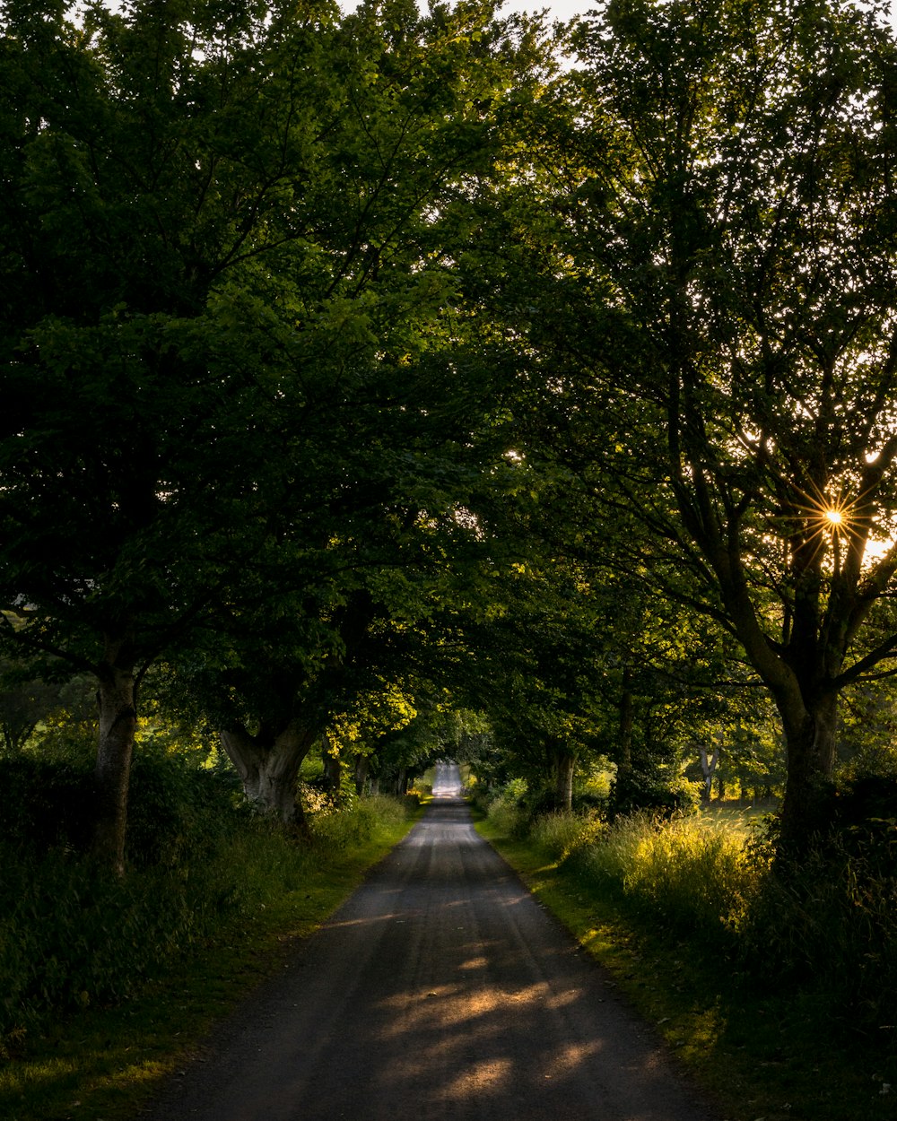 a dirt road surrounded by trees and grass