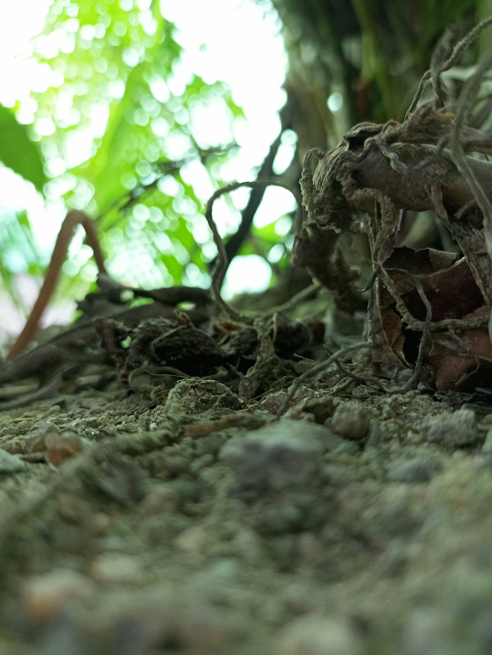 a close up of a tree trunk with moss growing on it