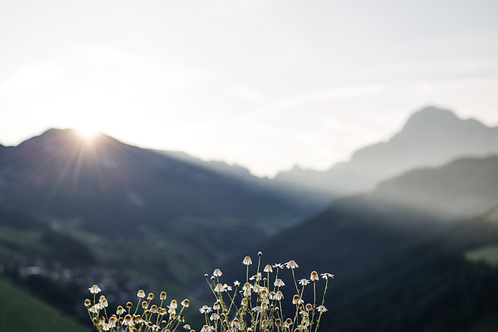 Un campo de flores con montañas al fondo