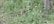 A small rodent, possibly a squirrel or chipmunk, stands upright amidst dense greenery. Surrounding vegetation includes tall grass, leafy plants, and a tree trunk on the right.