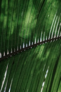 A close-up view of a green palm leaf with numerous parallel leaflets and diagonal vein patterns visible from the underside.