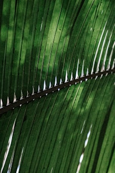 A close-up view of a green palm leaf with numerous parallel leaflets and diagonal vein patterns visible from the underside.