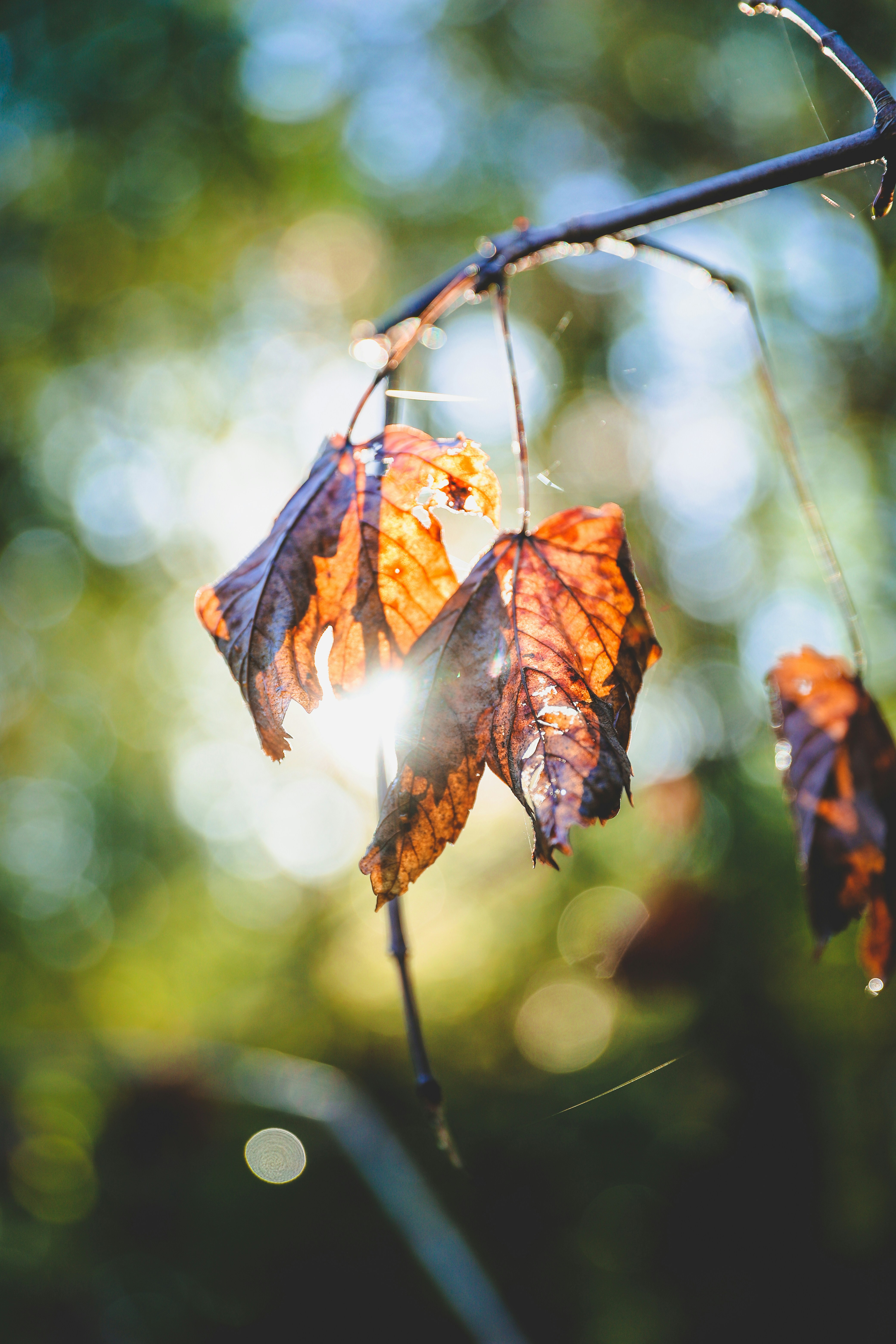 Photo by brunovdkraan