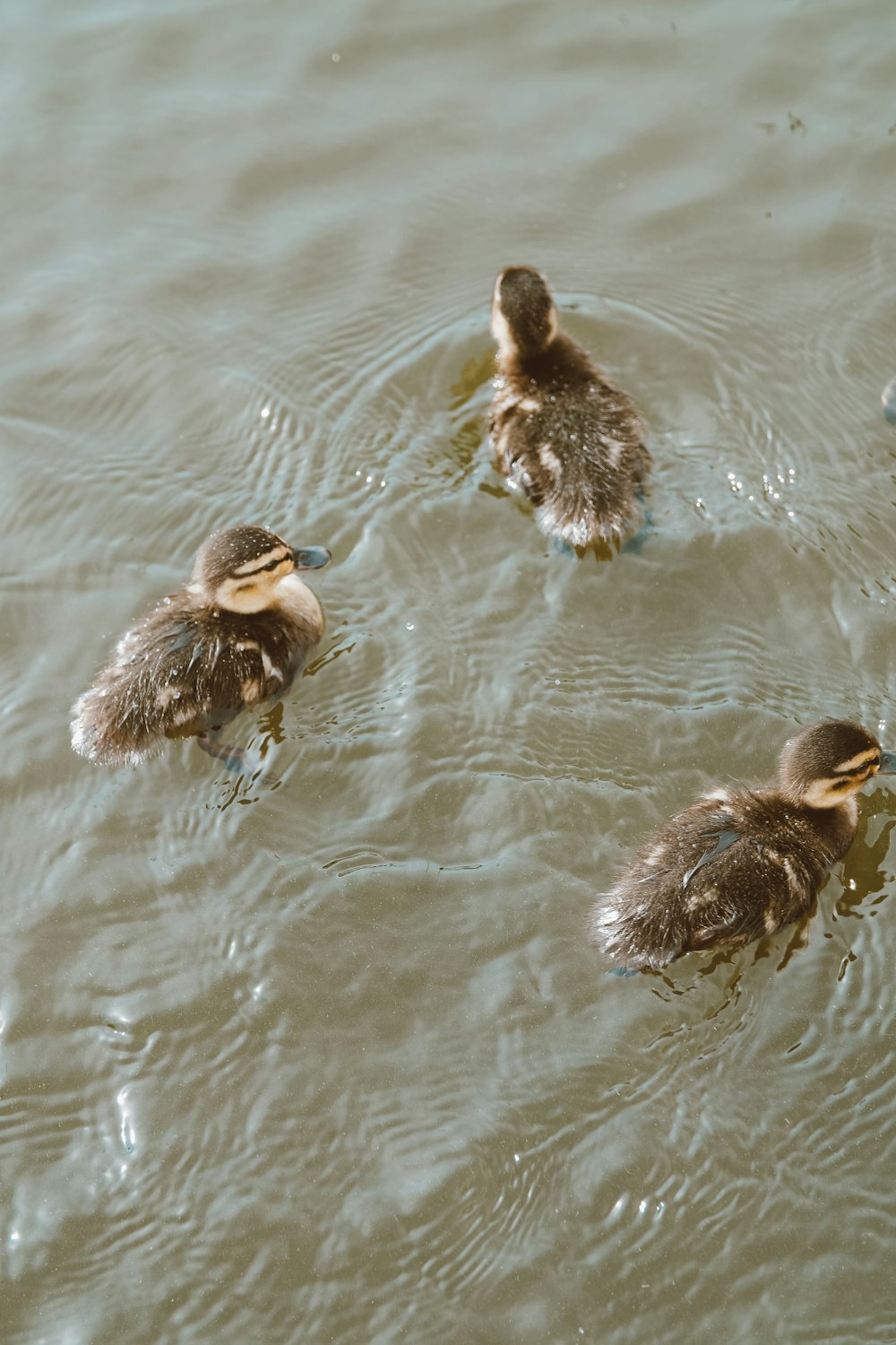Un groupe de canards flottant au-dessus d’un plan d’eau