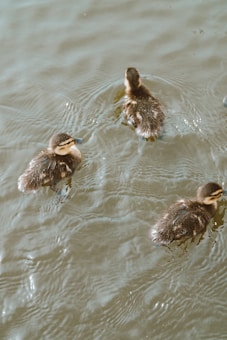 Three ducklings with soft, fluffy feathers are swimming on a calm water surface, creating gentle ripples around them.